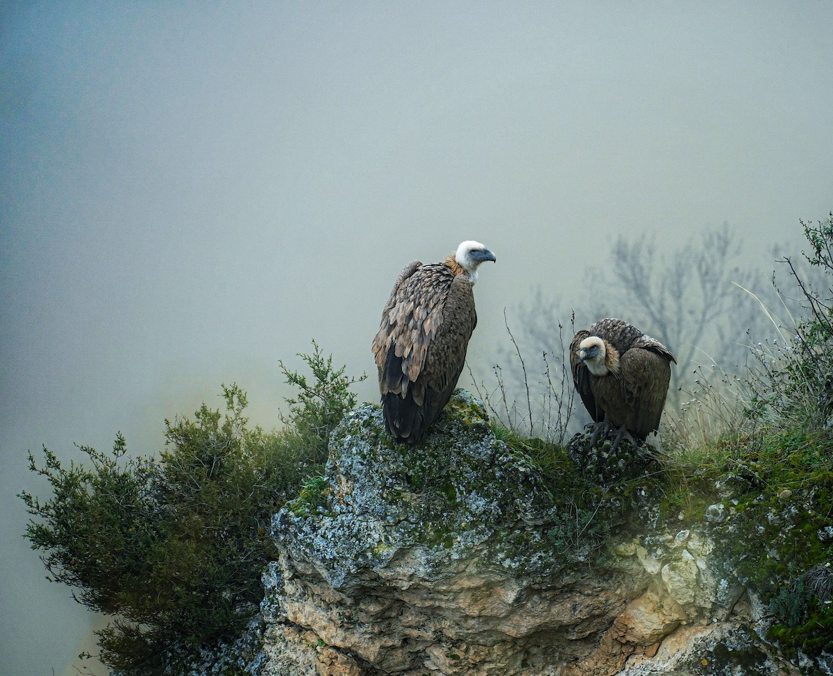 Himalayan Griffon - ML624541941