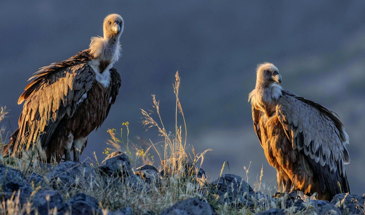 Himalayan Griffon - ML624541943