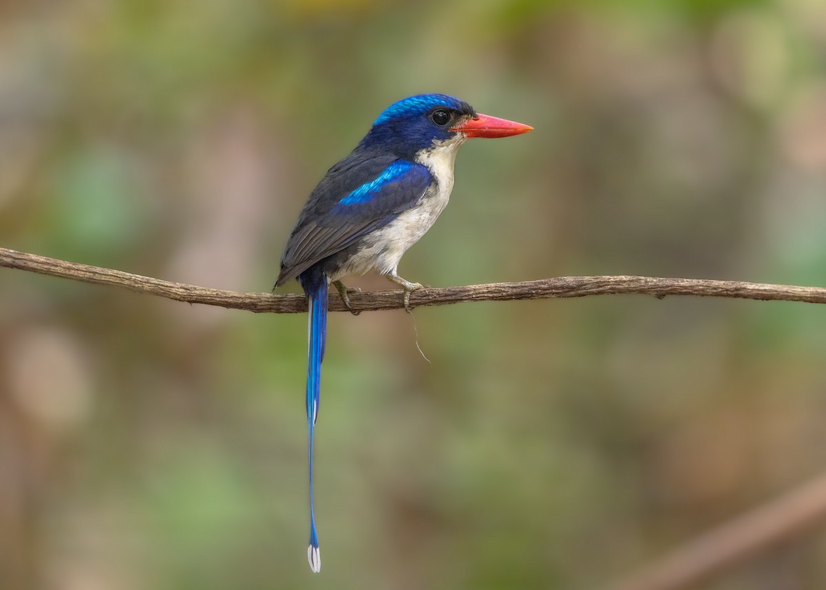 Common Paradise-Kingfisher - ML624541964