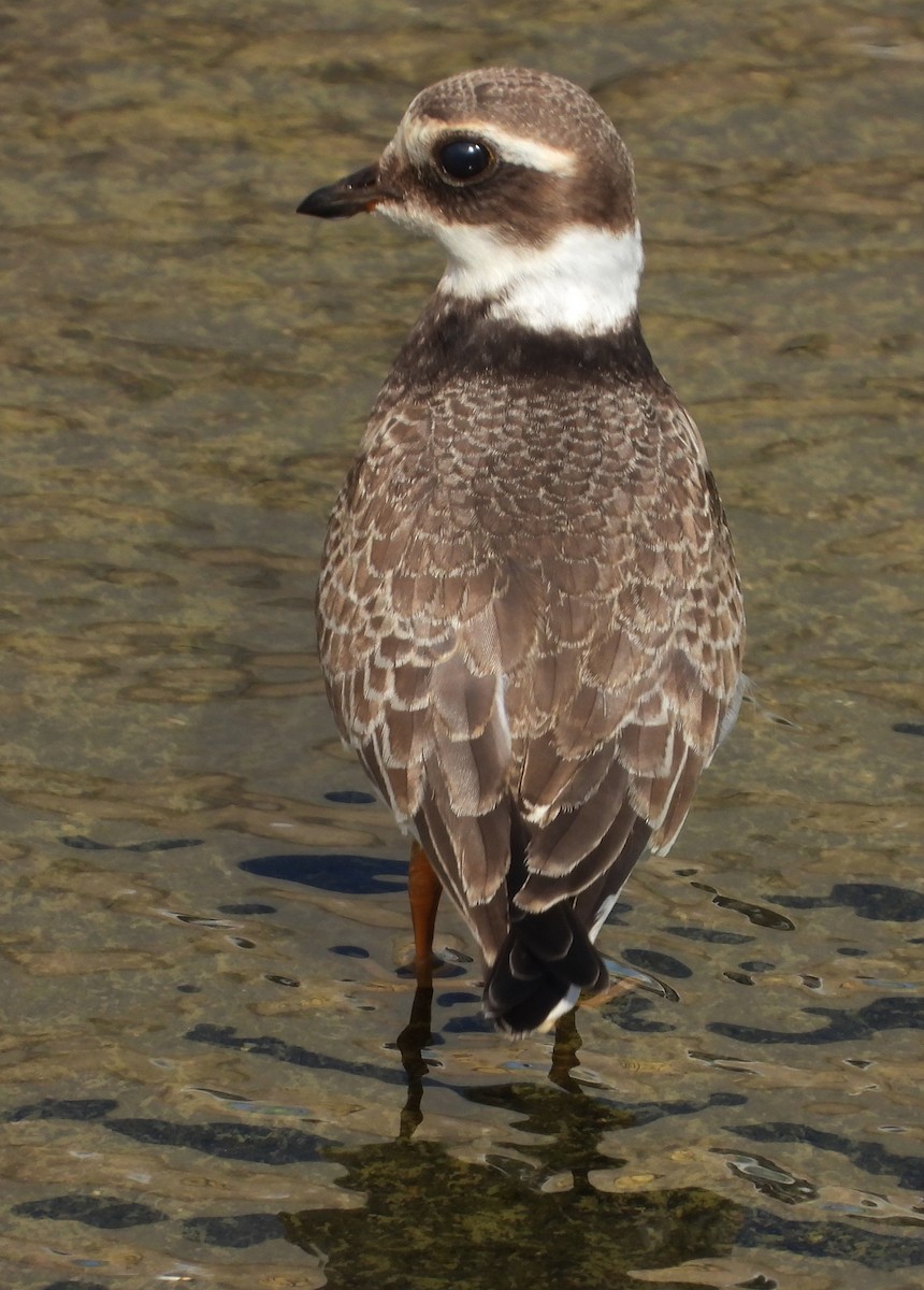 Common Ringed Plover - ML624541980