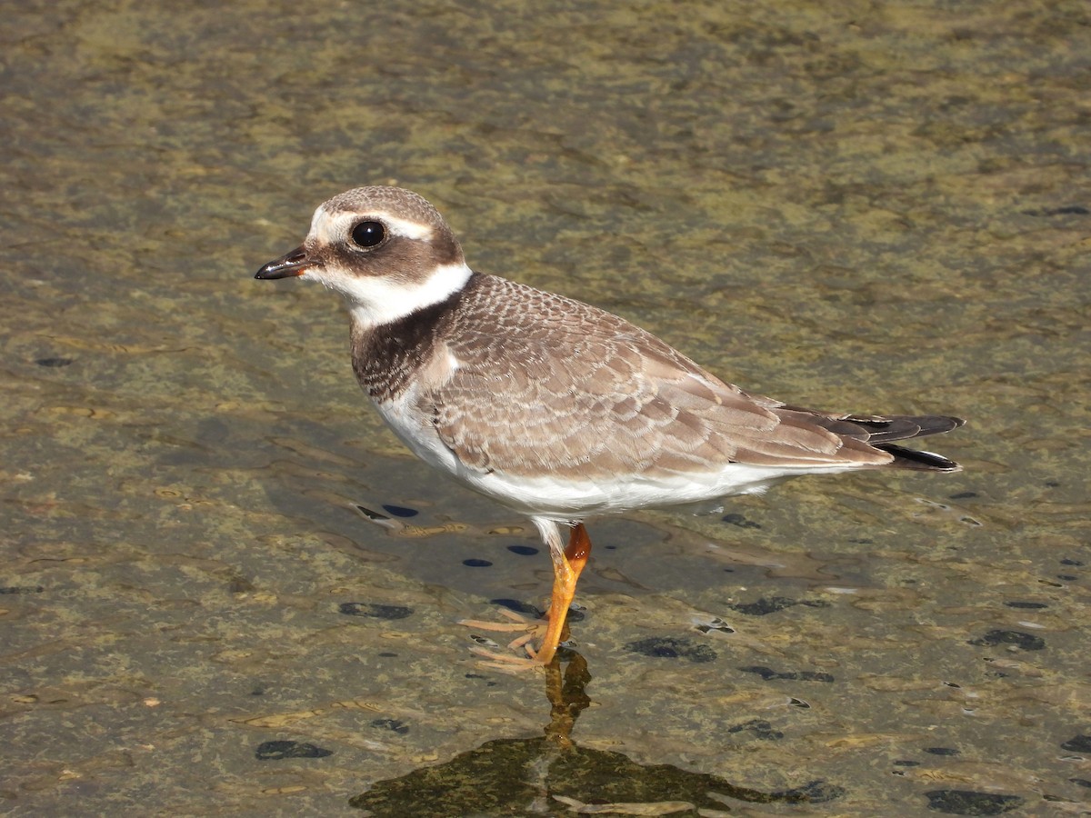 Common Ringed Plover - ML624541981