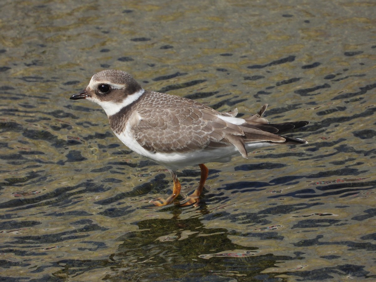 Common Ringed Plover - ML624541986