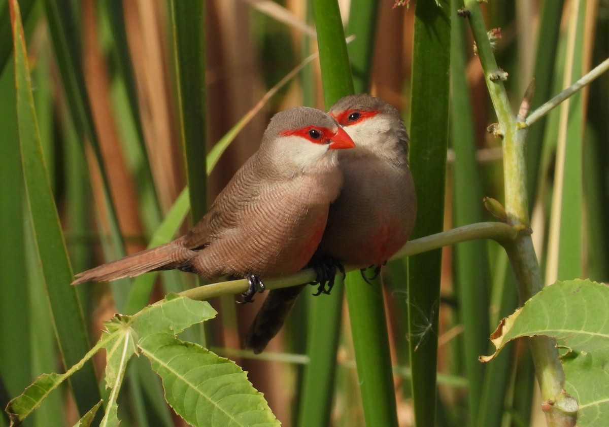 Common Waxbill - Javier Fregenal Díaz