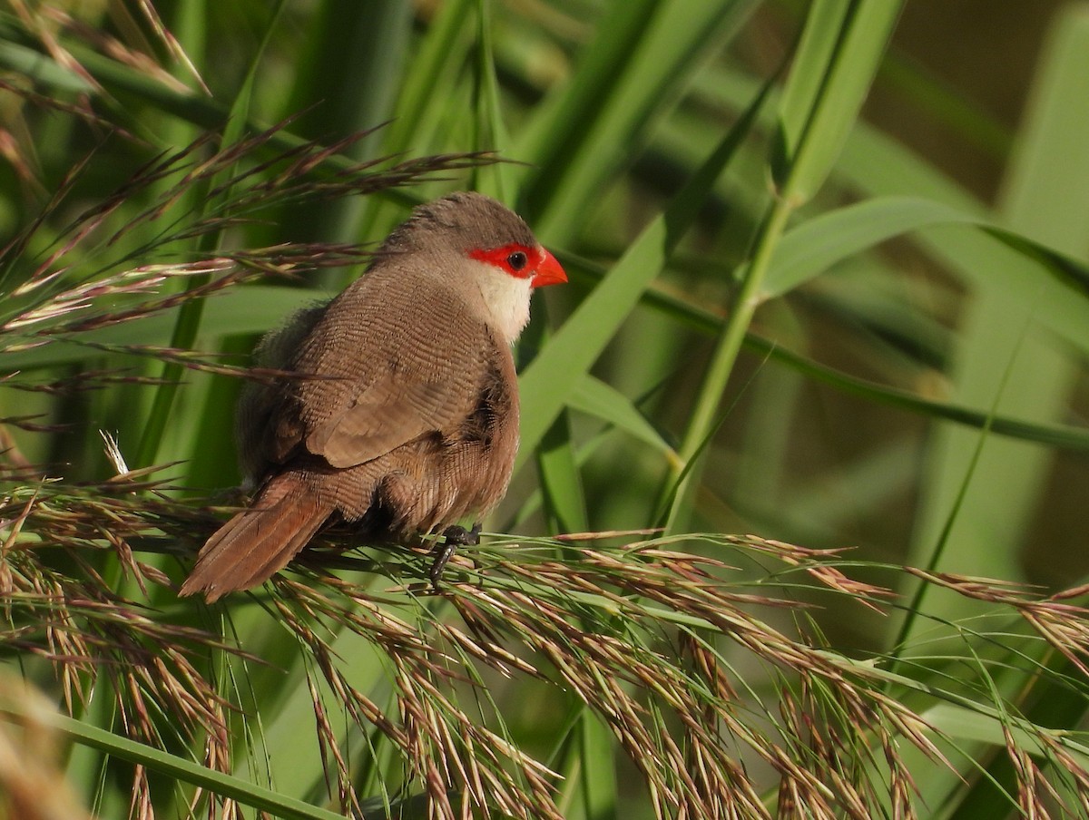 Common Waxbill - ML624542039