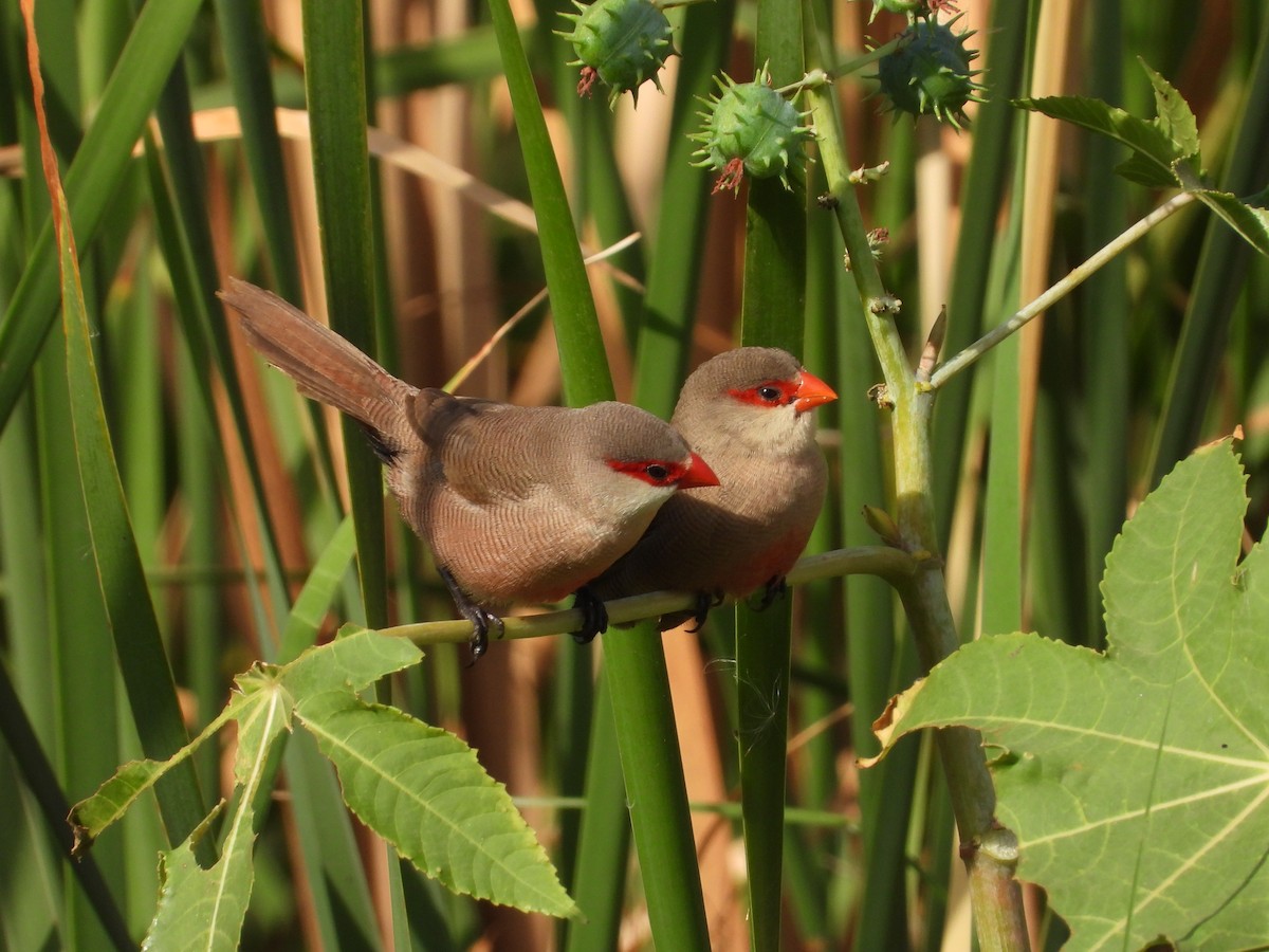 Common Waxbill - ML624542040