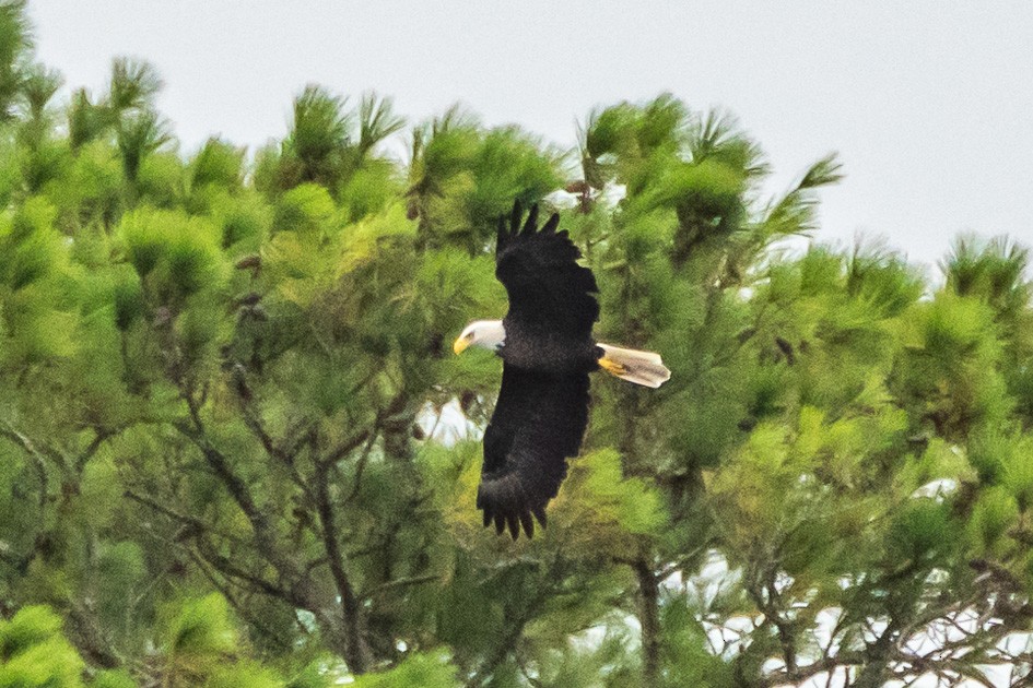 Bald Eagle - ML624542067