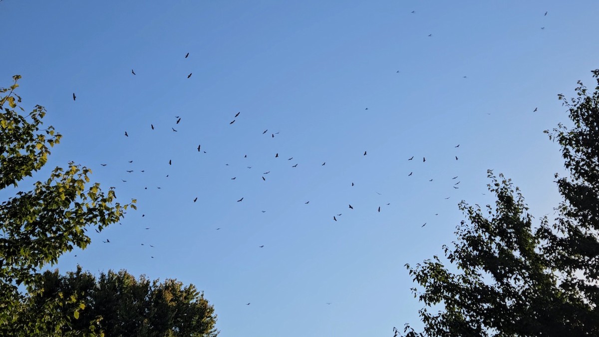 Turkey Vulture - ML624542084