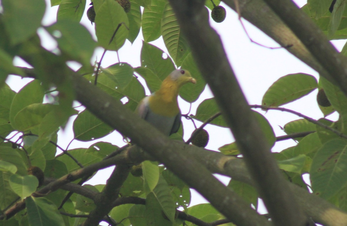 Yellow-footed Green-Pigeon - ML624542085