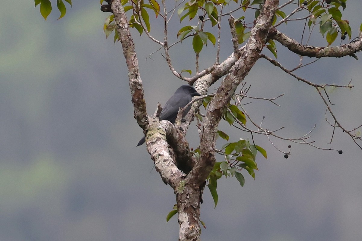 Sunda Cuckooshrike - ML624542089