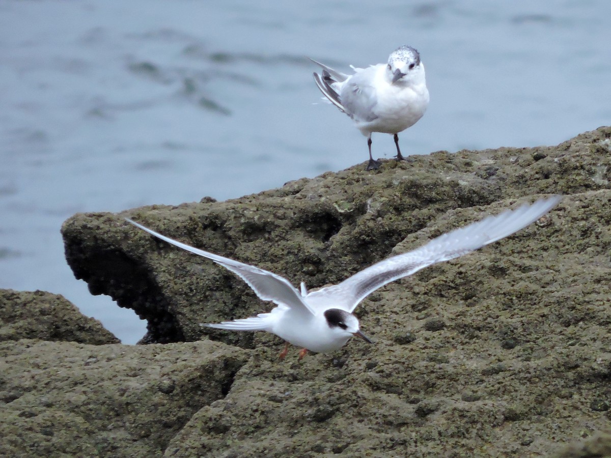 Common Tern - ML624542090