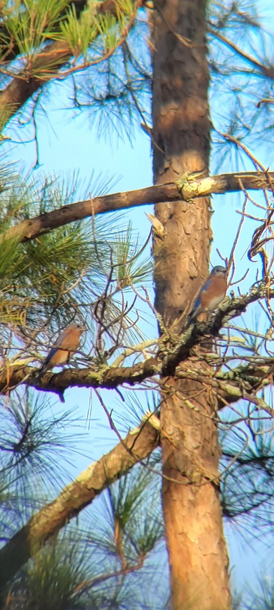 Eastern Bluebird - ML624542091