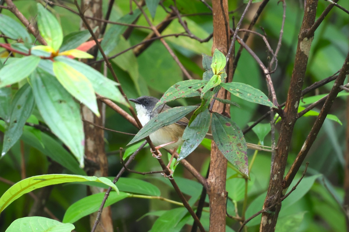 Hill Prinia - ML624542092