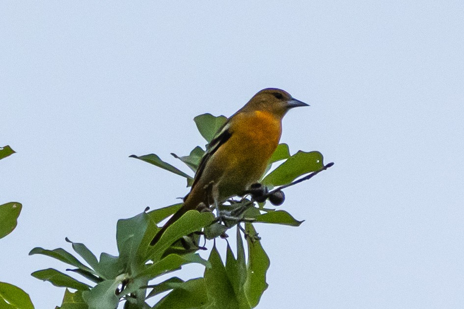 Baltimore Oriole - ML624542096