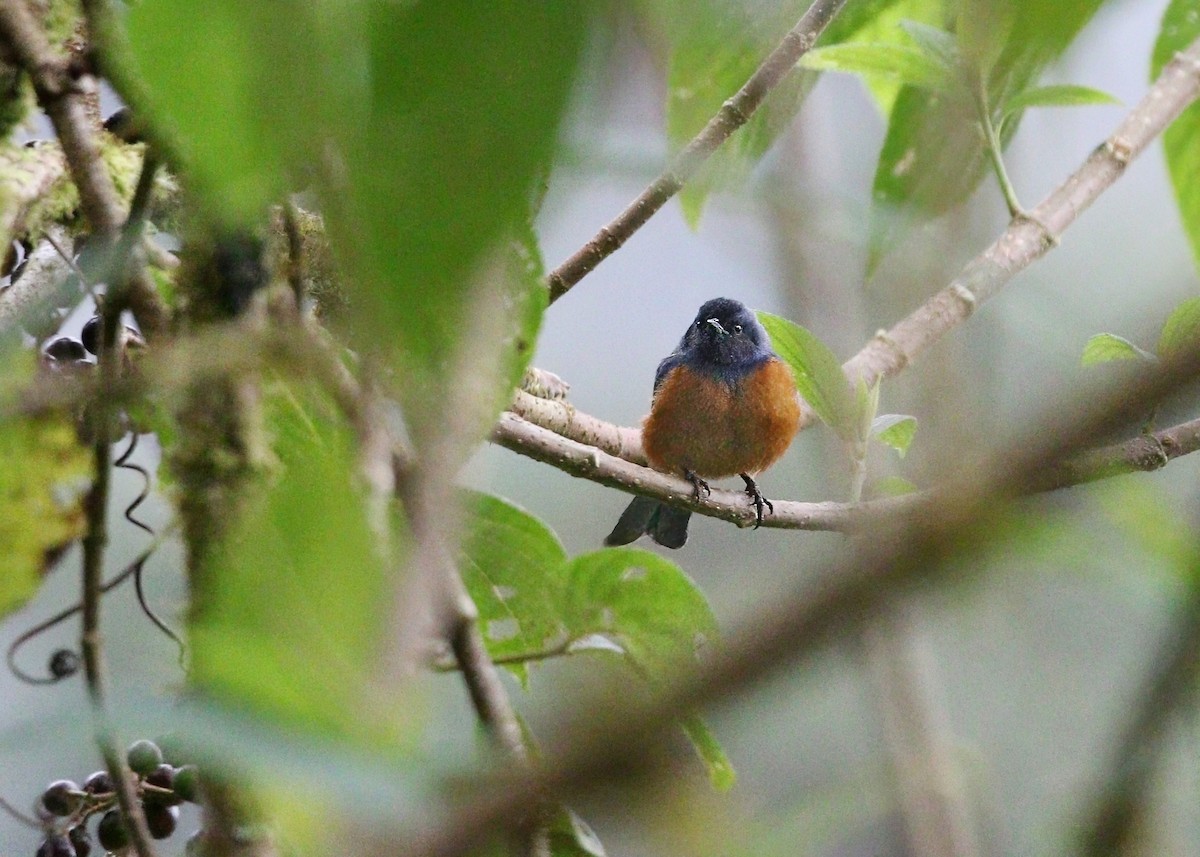 Blue-backed Conebill - ML624542100