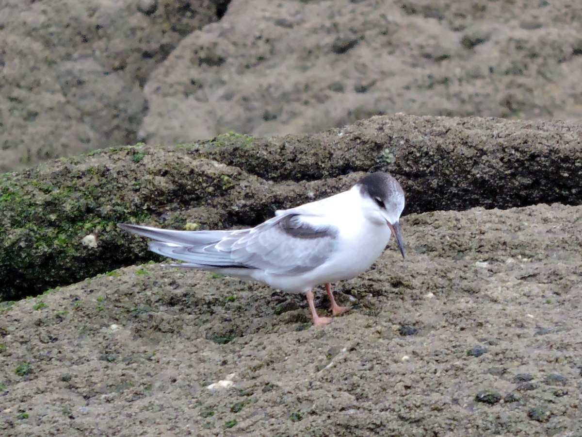 Common Tern - ML624542102