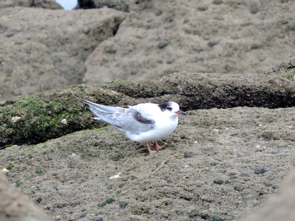 Common Tern - ML624542103