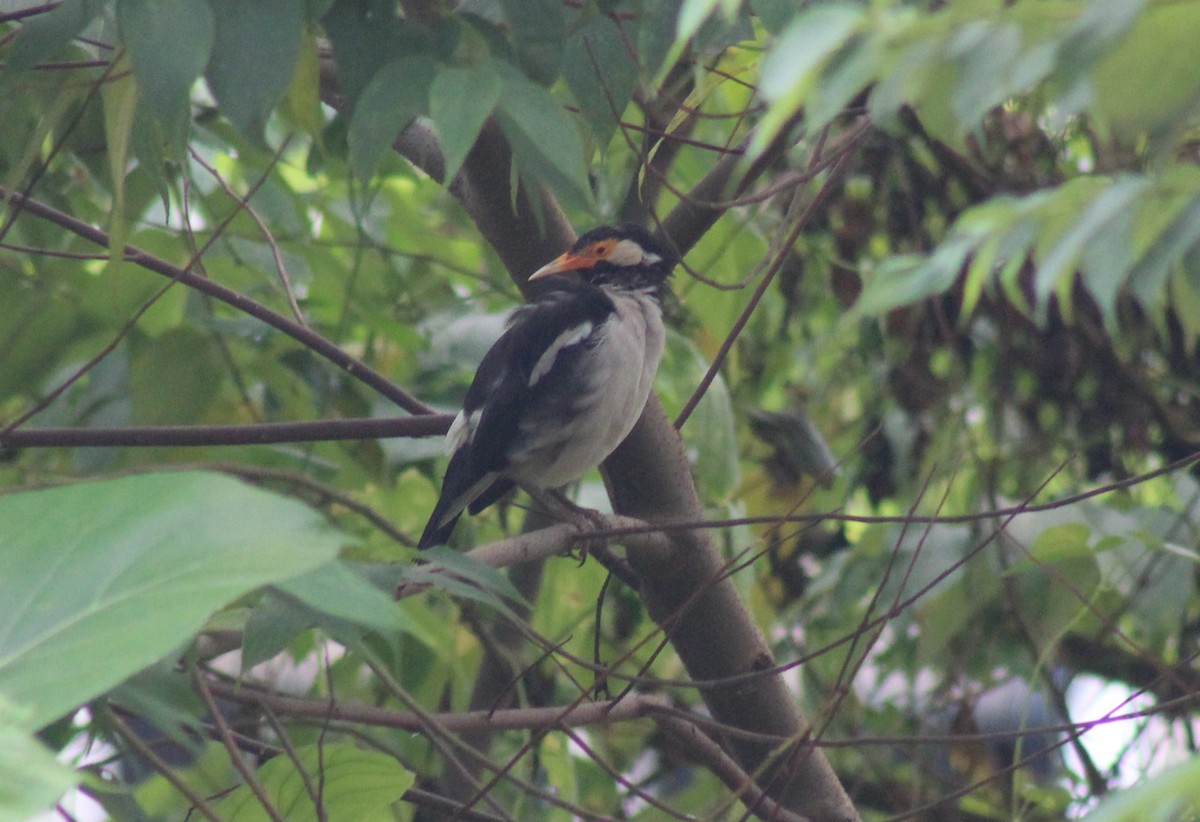 Indian Pied Starling - ML624542105