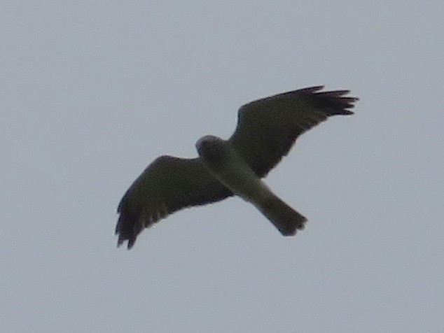 Northern Harrier - Anne Thompson