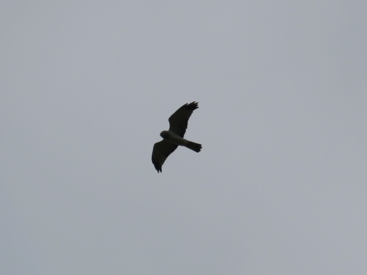 Northern Harrier - ML624542107