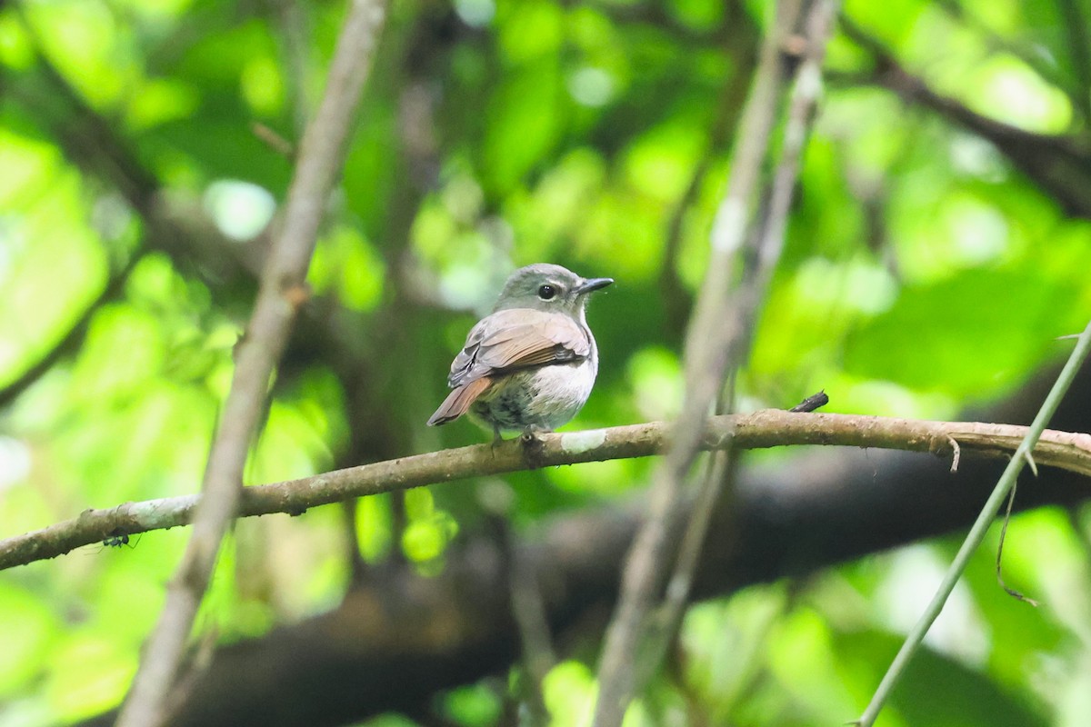 Pale Blue Flycatcher (Hartert's) - ML624542108