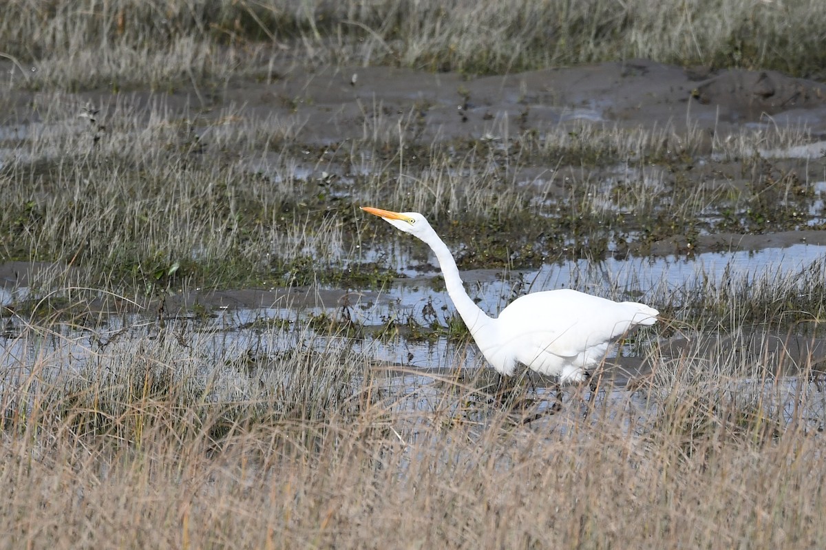 Great Egret - ML624542110