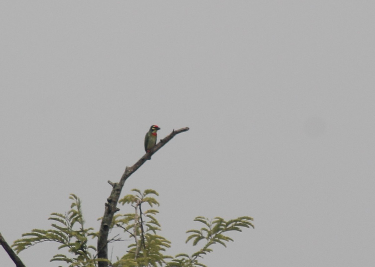 Coppersmith Barbet - ML624542111