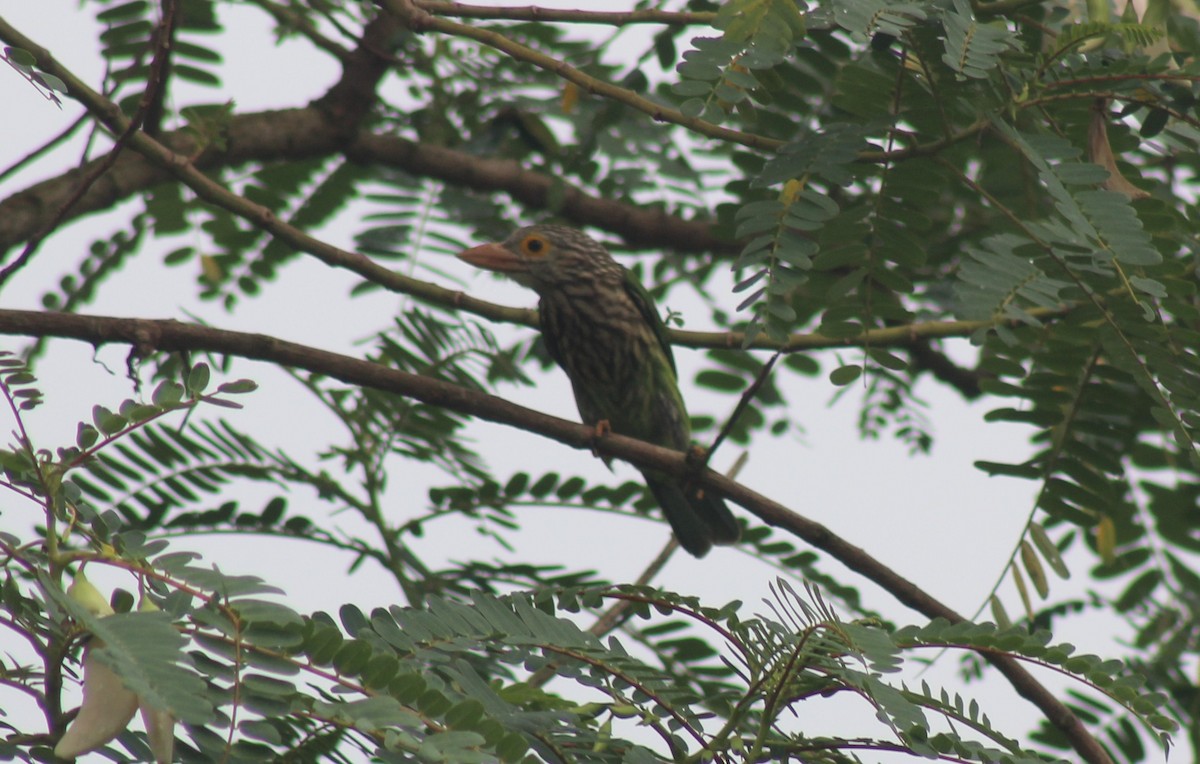 Lineated Barbet - ML624542114