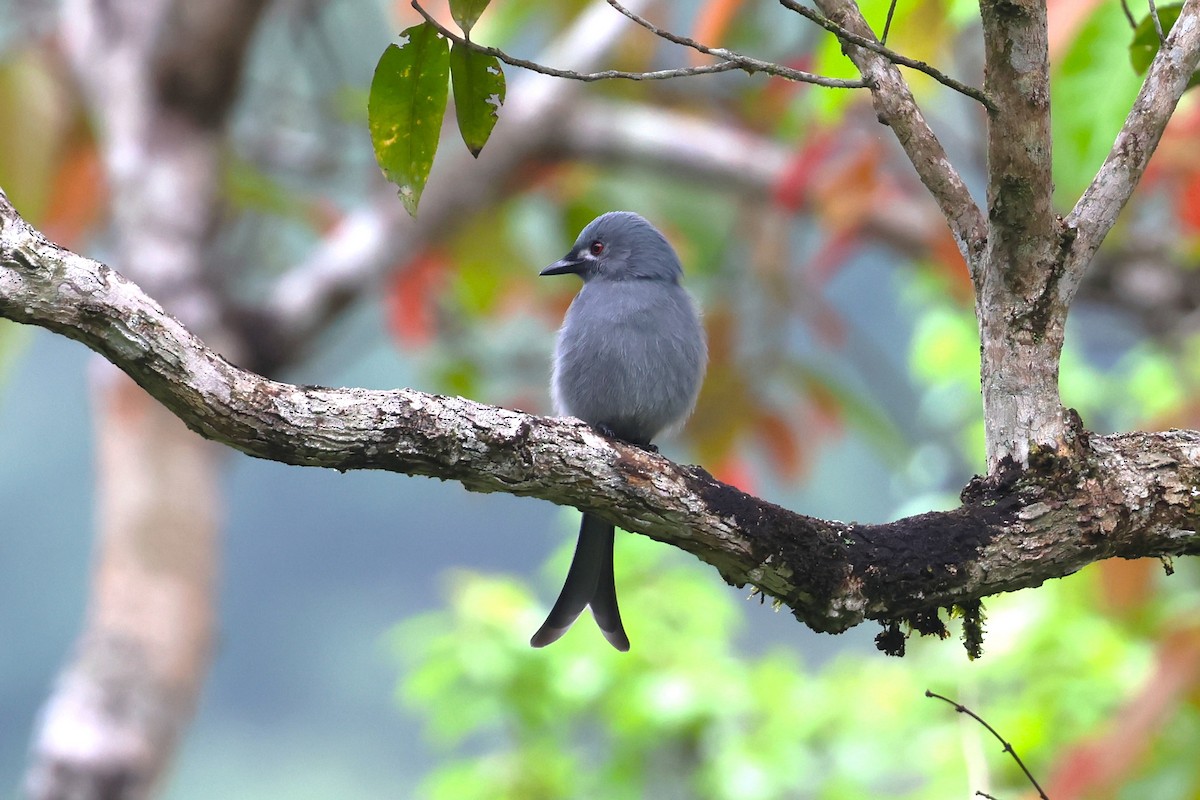 Graudrongo [periophthalmicus-Gruppe] - ML624542137