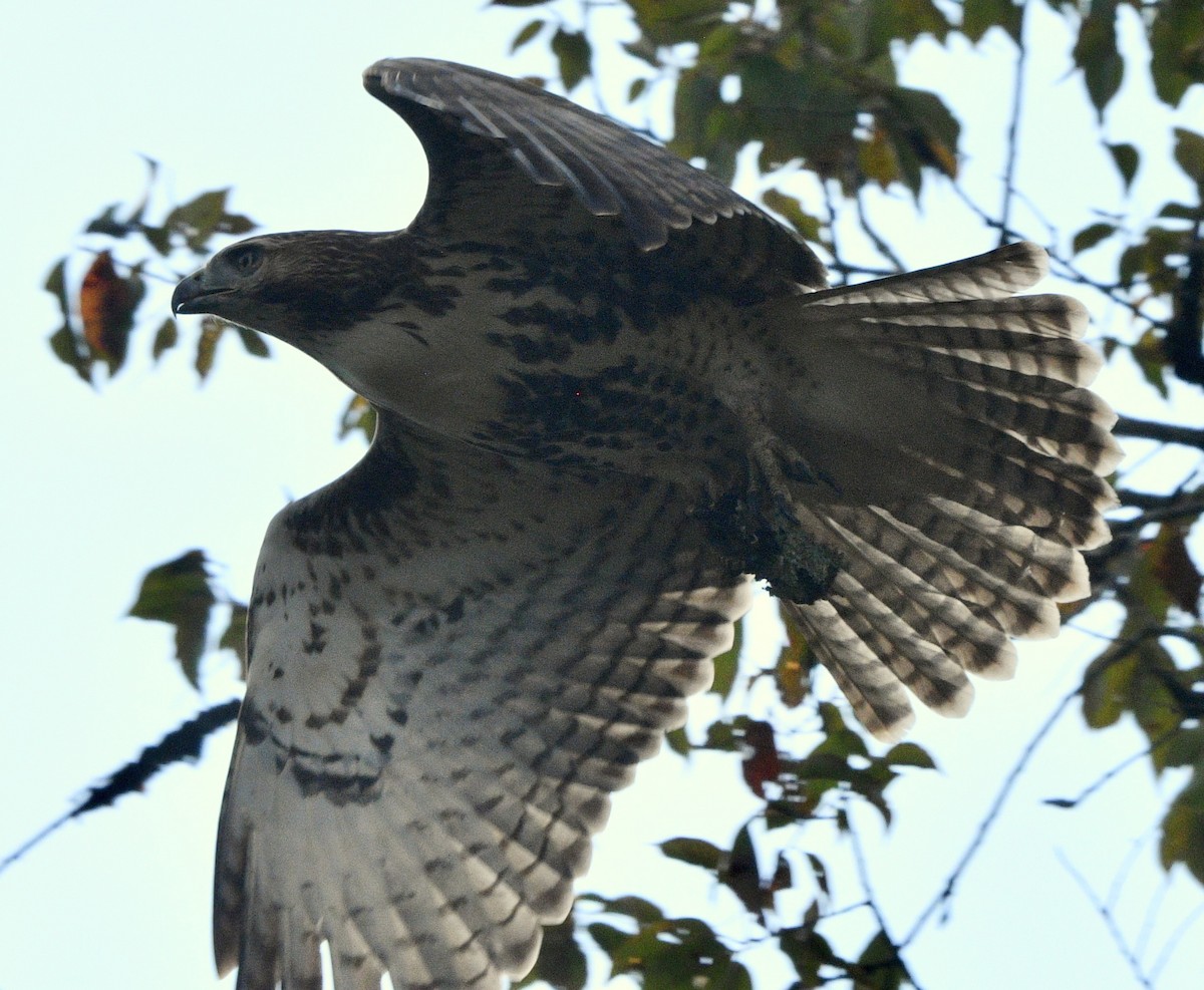 Rotschwanzbussard - ML624542139