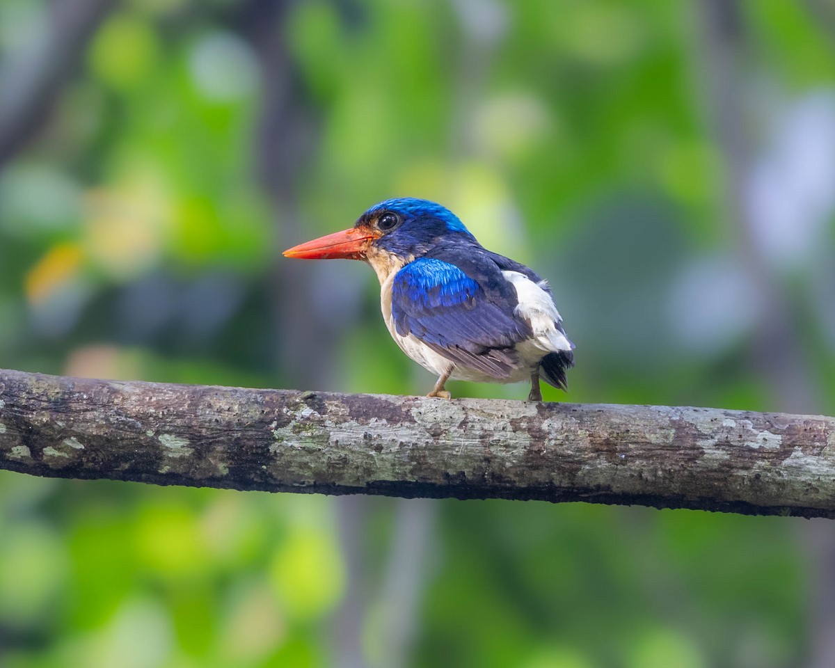 Common Paradise-Kingfisher - ML624542207