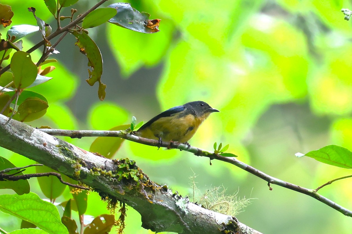 Sumatran Flowerpecker - ML624542218
