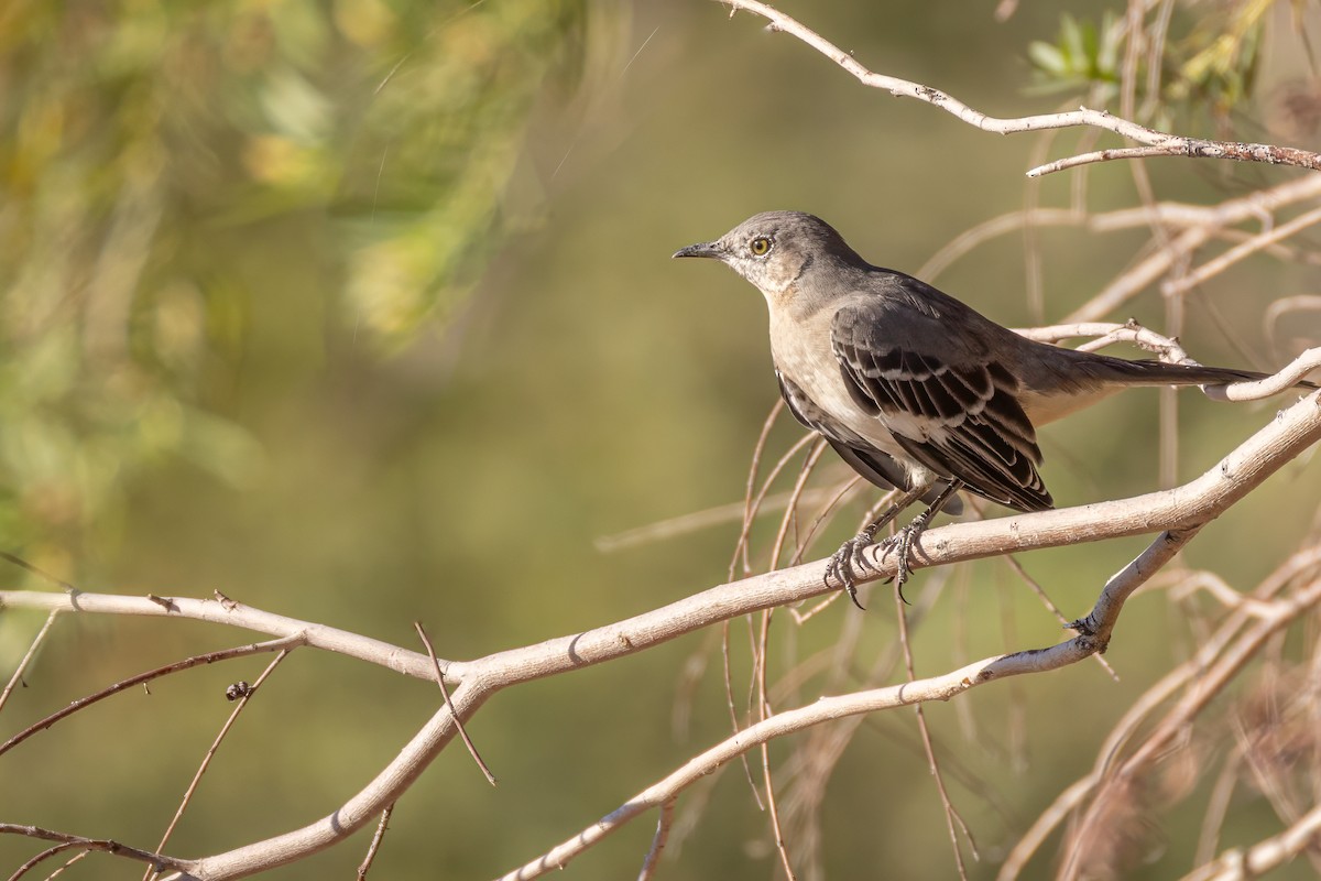 Northern Mockingbird - ML624542287