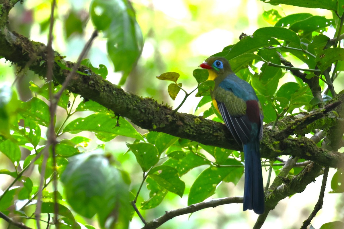 trogon sumaterský - ML624542358