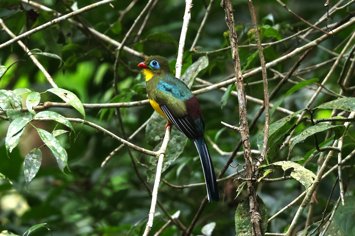 trogon sumaterský - ML624542360