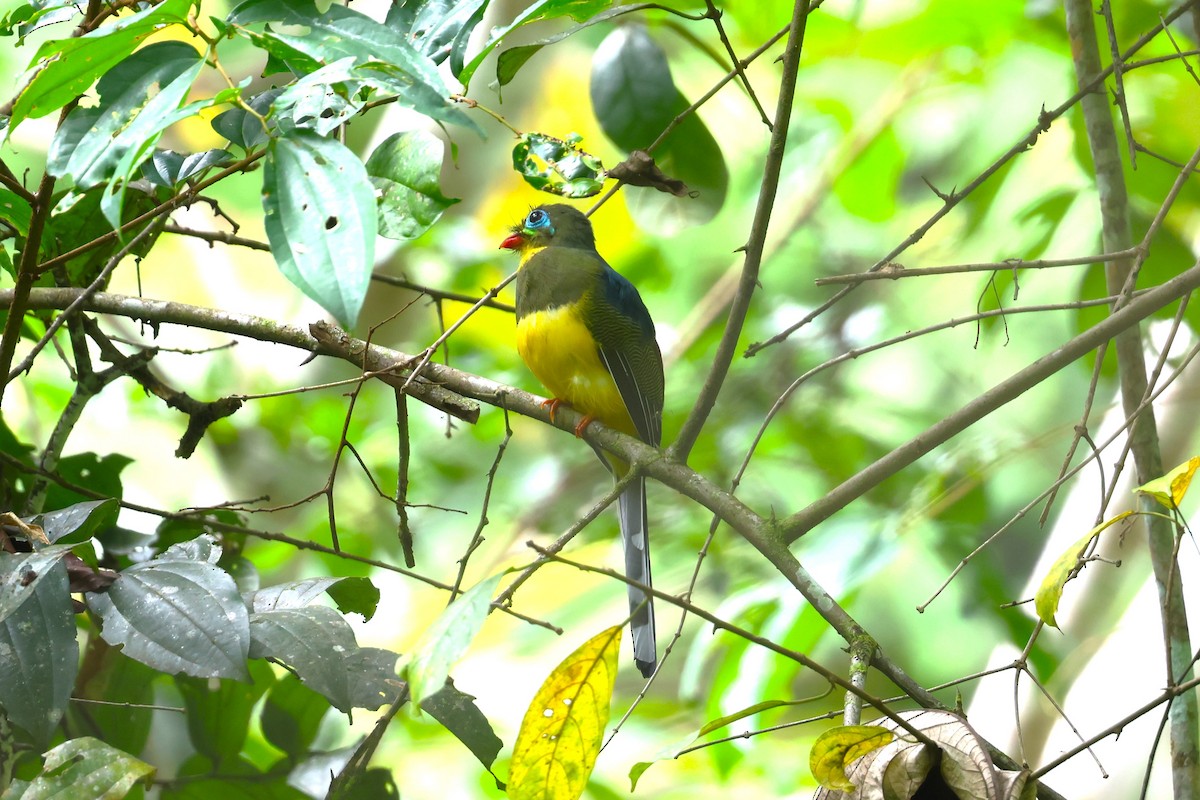 trogon sumaterský - ML624542364