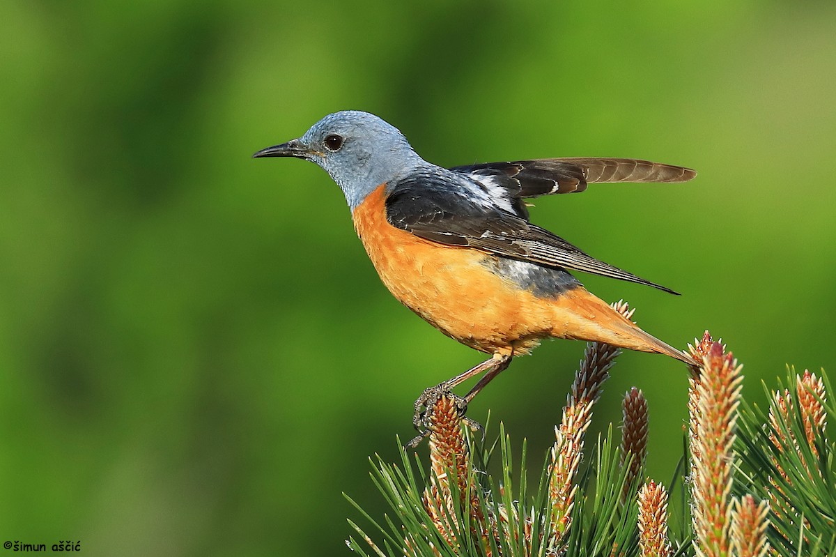 Rufous-tailed Rock-Thrush - ML624542365