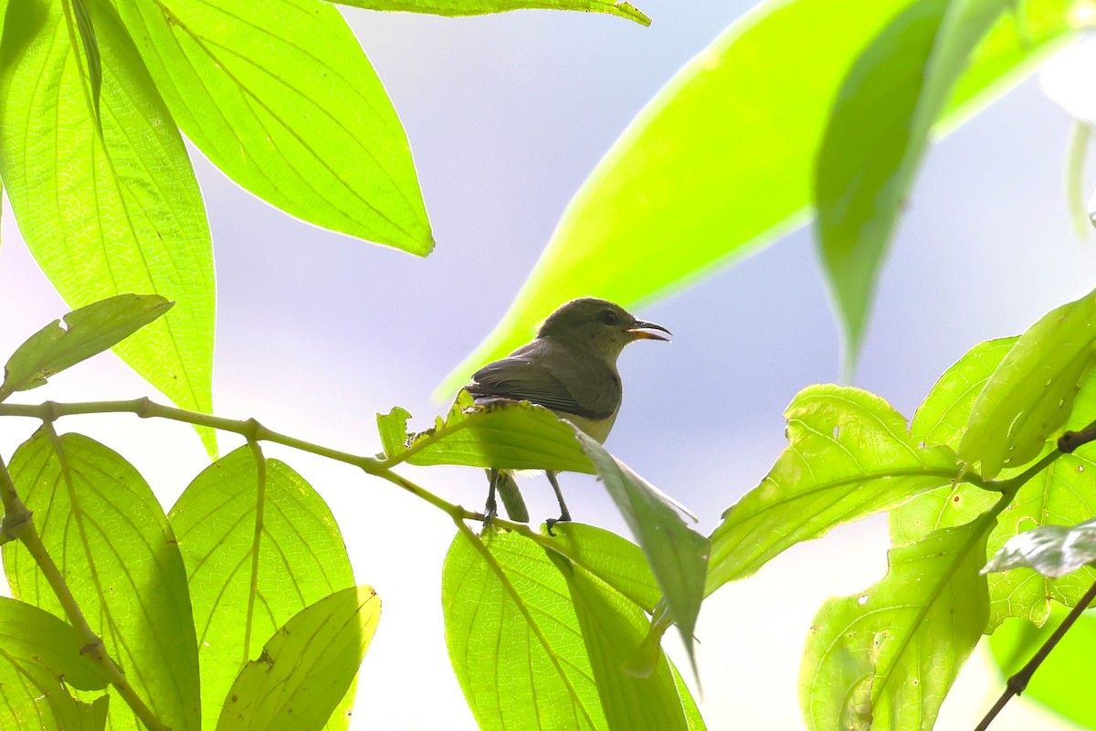 Temminck's Sunbird - ML624542366