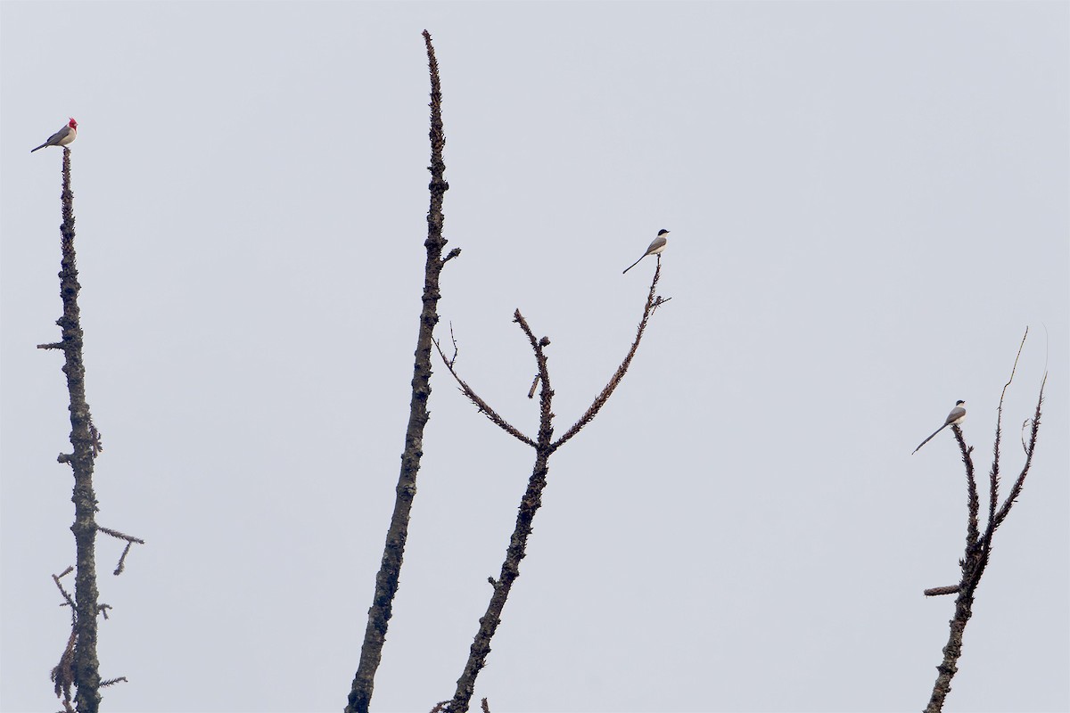 Fork-tailed Flycatcher - ML624542375