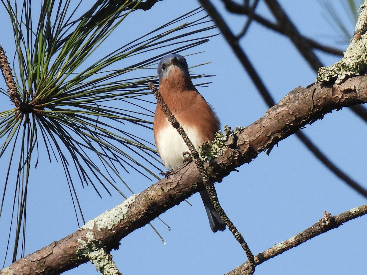 Eastern Bluebird - ML624542376