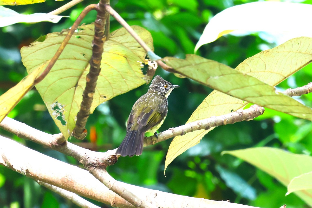 Cream-striped Bulbul - 志民 蘇