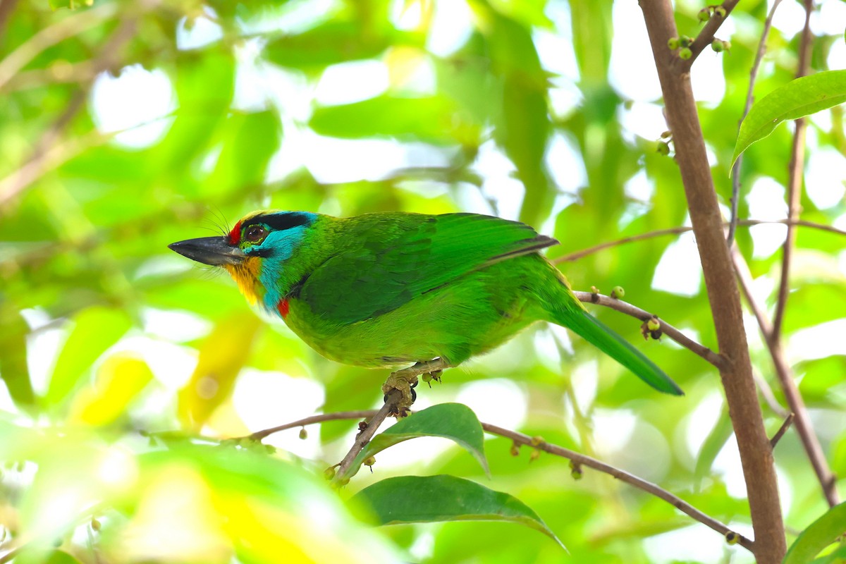 Black-browed Barbet - ML624542383