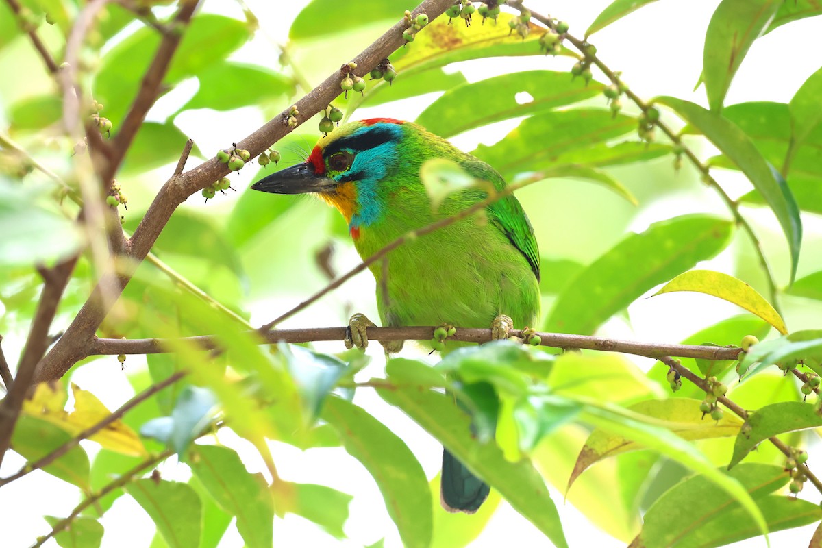 Black-browed Barbet - ML624542386