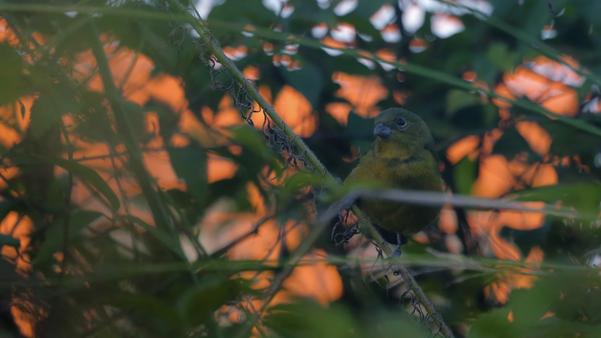 Painted Bunting - Eli Benosky