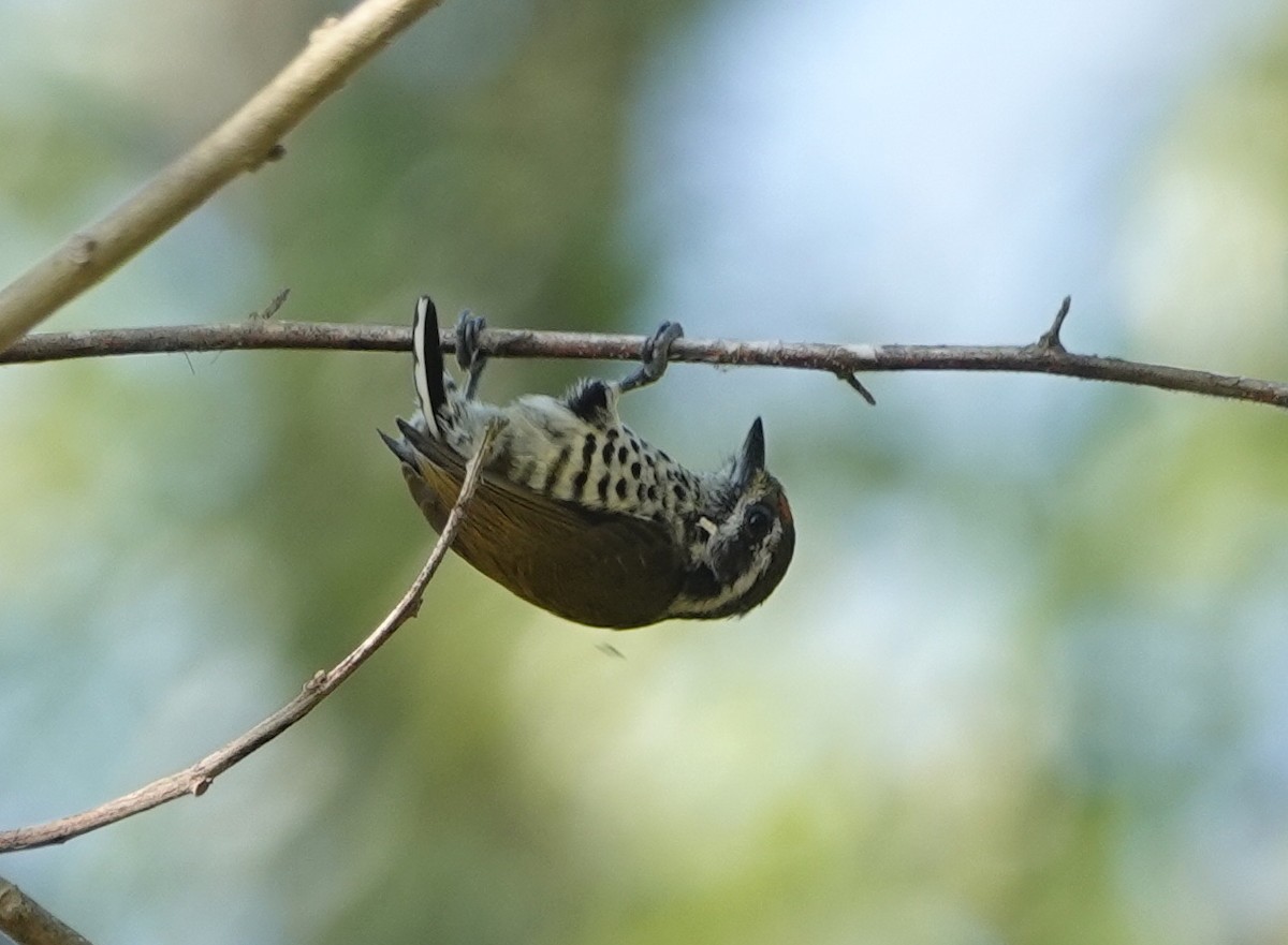 Speckled Piculet - ML624542392