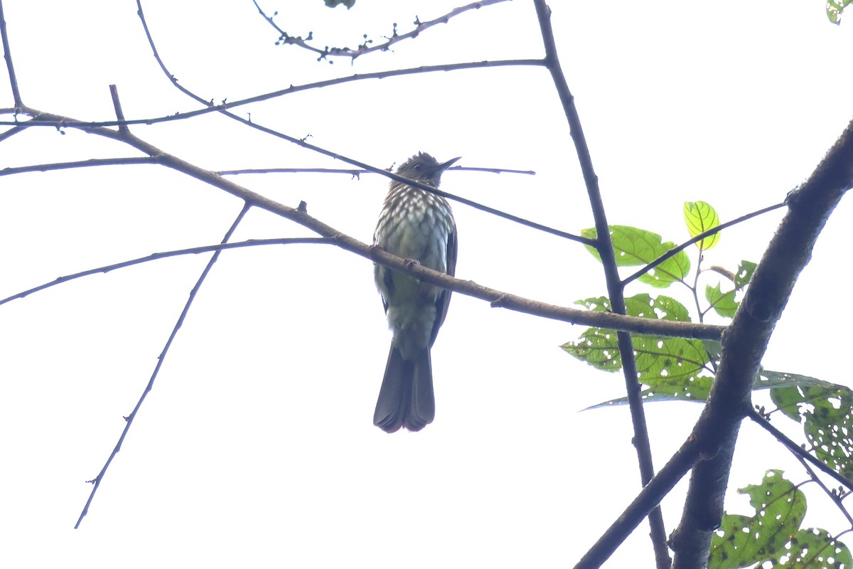 Sumatran Bulbul - ML624542528