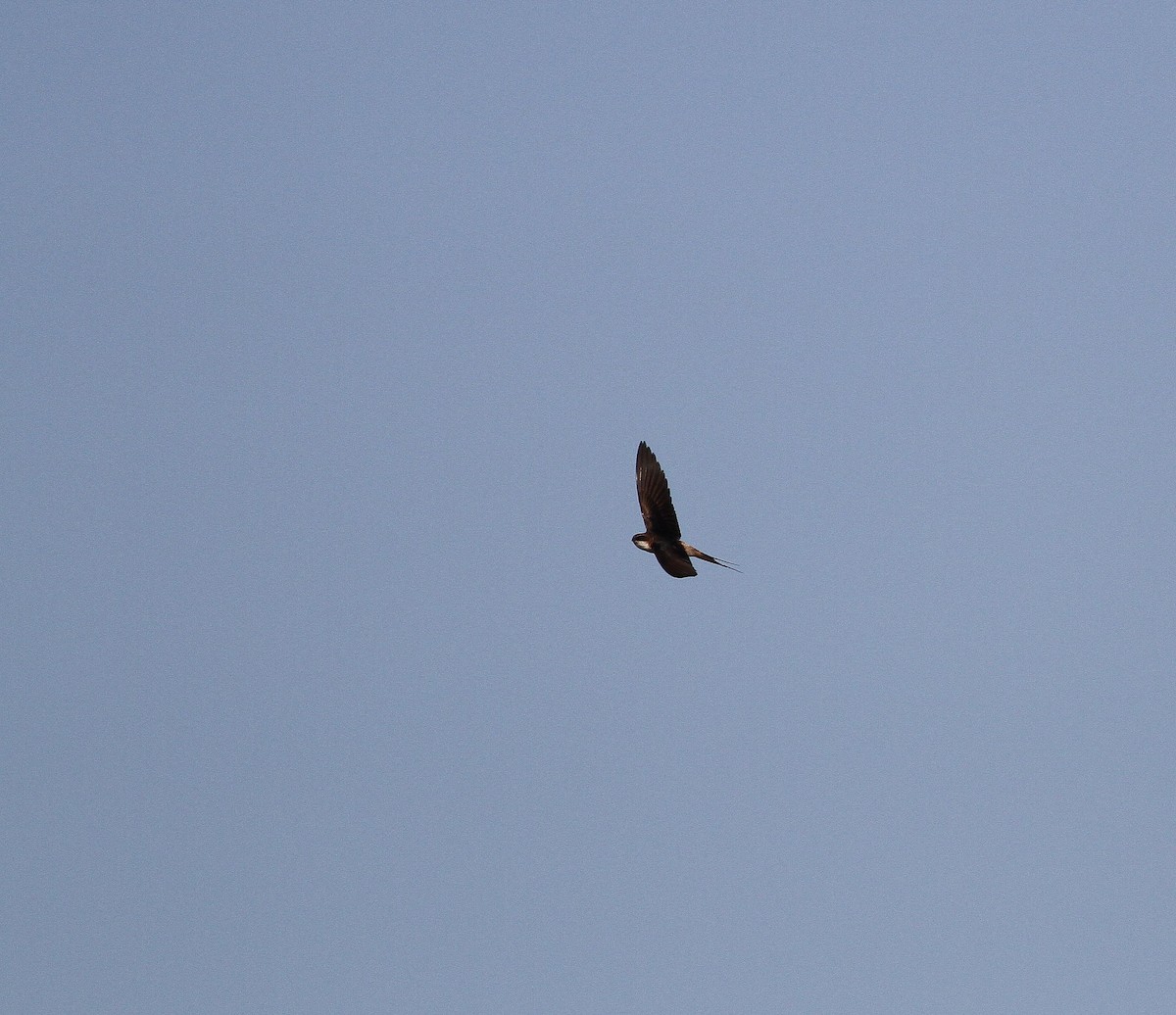 Gray-rumped Swallow - ML624542570