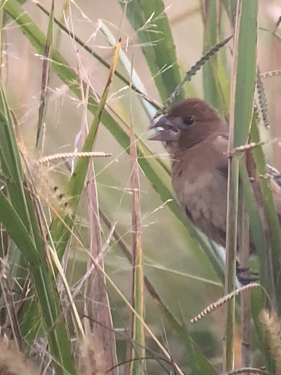 Blue Grosbeak - ML624542613