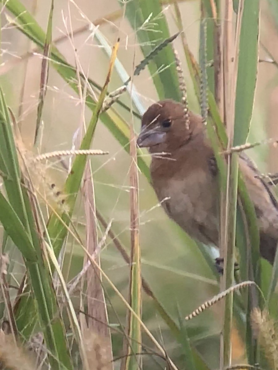 Blue Grosbeak - Tina Green