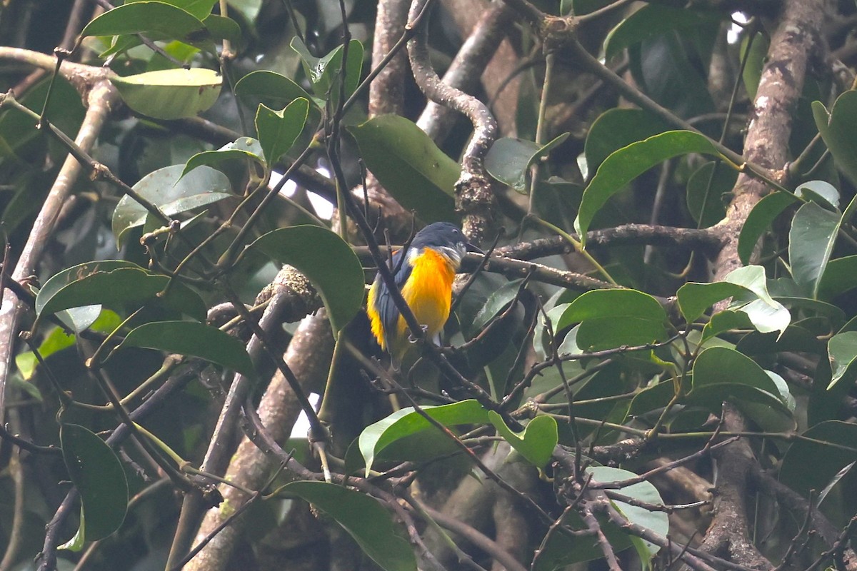 Orange-bellied Flowerpecker - ML624542645