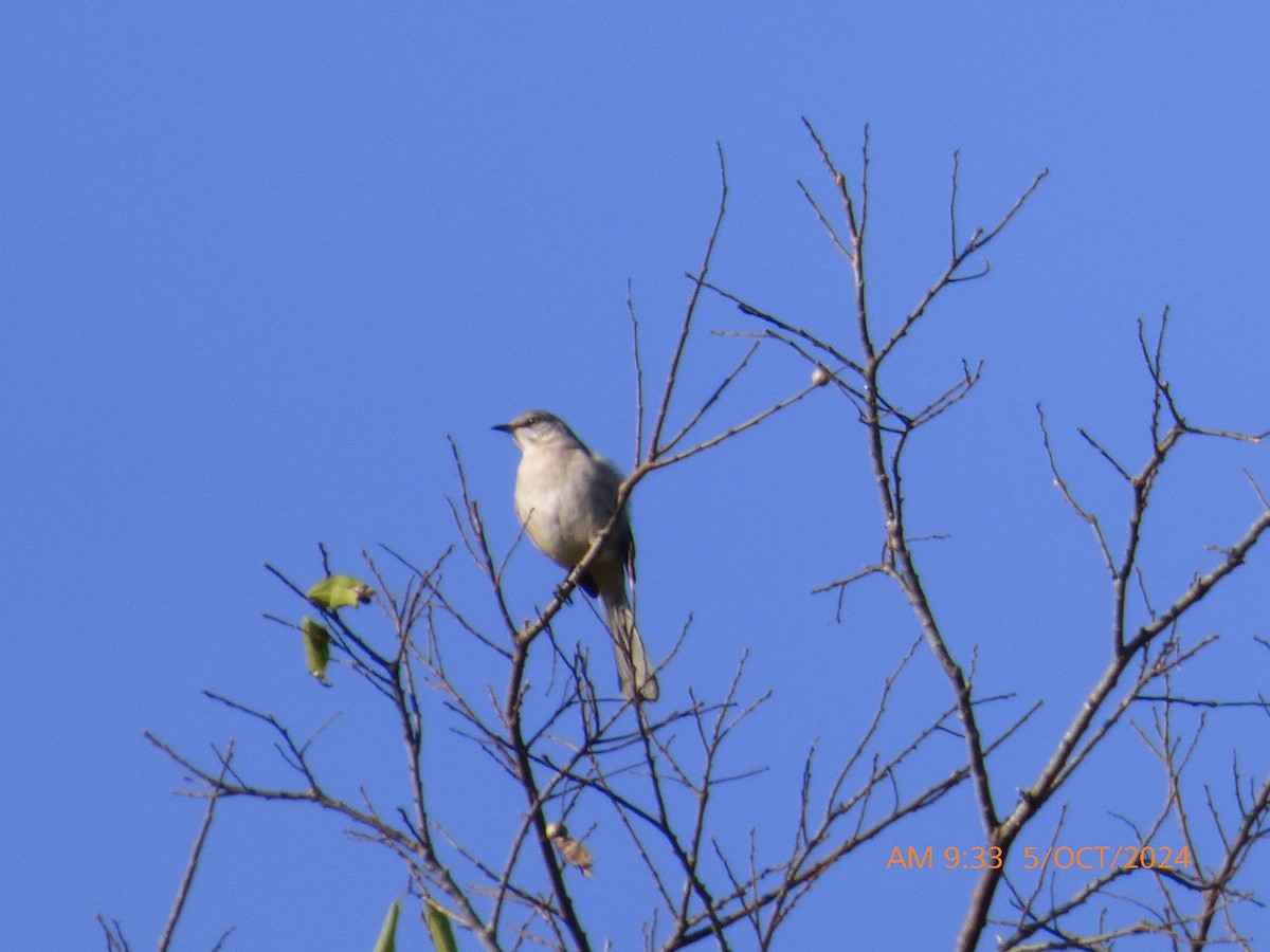 Northern Mockingbird - ML624542659